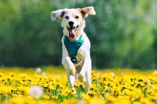 ¿Cómo proteger a tus mascotas en Torreón ante las altas temperaturas?