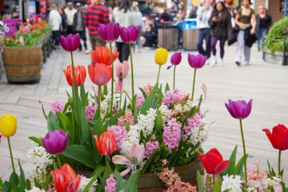 Todo sobre la Feria de la Primavera en Guadalajara 2026: horarios y actividades