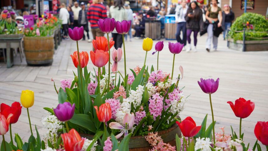 Todo sobre la Feria de la Primavera en Guadalajara 2026: horarios y actividades