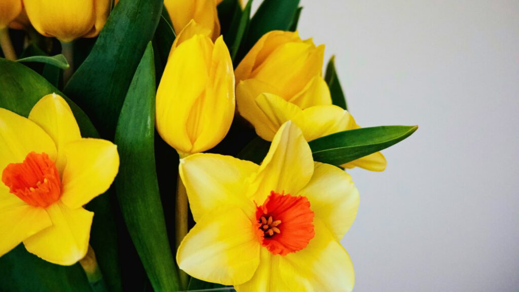 ¿Por qué se regalan flores amarillas el 21 de marzo? Origen y significado