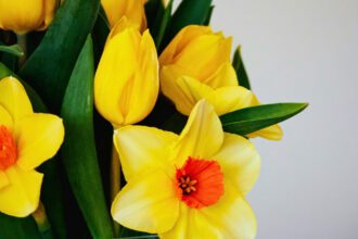 ¿Por qué se regalan flores amarillas el 21 de marzo? Origen y significado