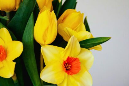 ¿Por qué se regalan flores amarillas el 21 de marzo? Origen y significado