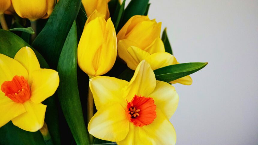 ¿Por qué se regalan flores amarillas el 21 de marzo? Origen y significado