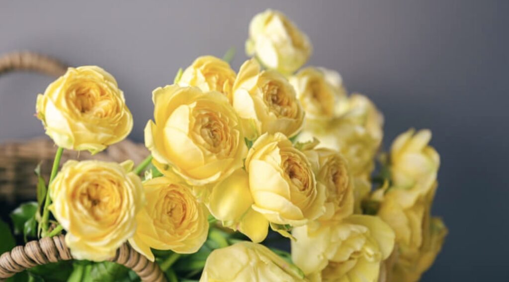 Flores amarillas TOP para regalar este 21 de marzo