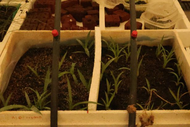 Taller de germinación
