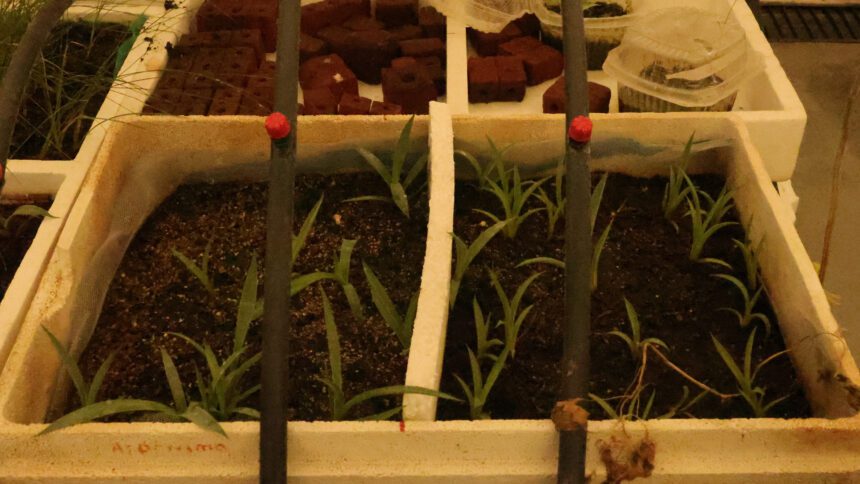 Taller de germinación