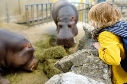 Zoológico Guadalajara regala entradas tras el triunfo de México: Así funciona la promo