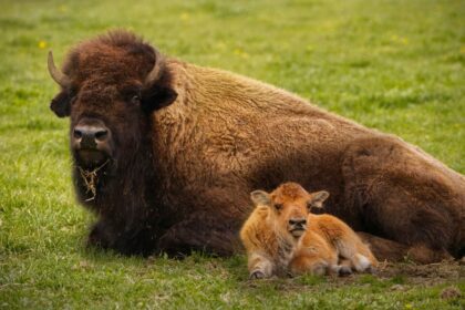 Museo del Desierto de Saltillo anuncia el nacimiento de una cría de bisonte americano. Foto: Unsplash.com / Ilustrativa