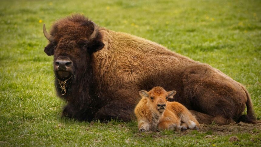 Museo del Desierto de Saltillo anuncia el nacimiento de una cría de bisonte americano. Foto: Unsplash.com / Ilustrativa