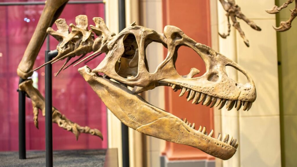 Colección Dinosaurios de México: Coahuila protagoniza las nuevas medallas. Foto: Unsplash.com / Ilustrativa