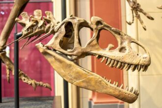 Colección Dinosaurios de México: Coahuila protagoniza las nuevas medallas. Foto: Unsplash.com / Ilustrativa