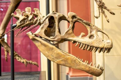Colección Dinosaurios de México: Coahuila protagoniza las nuevas medallas. Foto: Unsplash.com / Ilustrativa