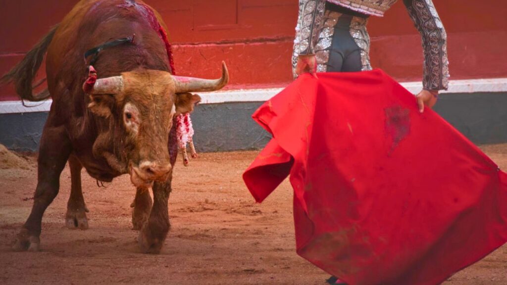 La Laguna tendrá dos corridas de toros: Cartagena el 30 de octubre y Talavante el 21 de noviembre