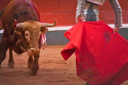 La Laguna tendrá dos corridas de toros: Cartagena el 30 de octubre y Talavante el 21 de noviembre