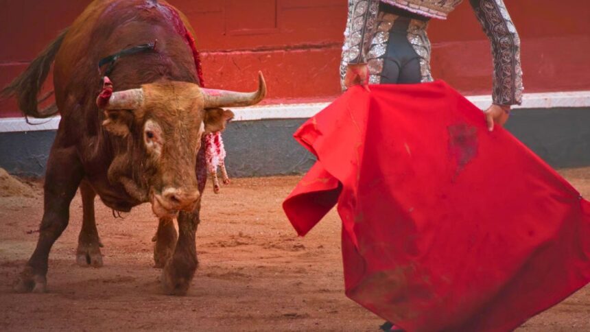 La Laguna tendrá dos corridas de toros: Cartagena el 30 de octubre y Talavante el 21 de noviembre