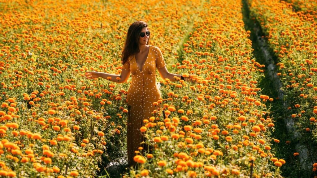 Día de Muertos 2026: Jardín de cempasúchil en Santiago