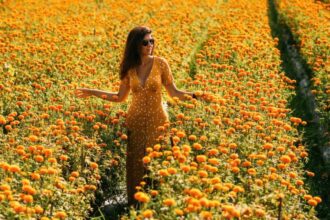 Día de Muertos 2026: Jardín de cempasúchil en Santiago