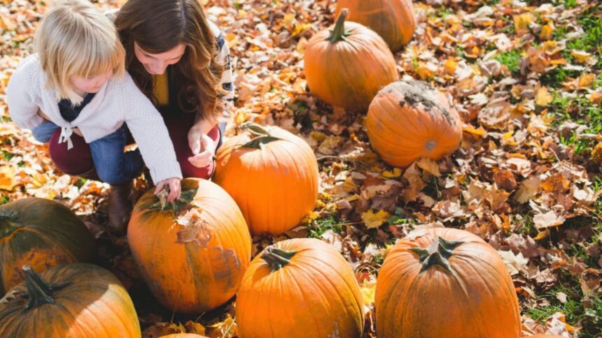 Ya hay fechas y precios del Parque de las Calabazas en Monterrey: esto debes saber. Foto: ENVATO