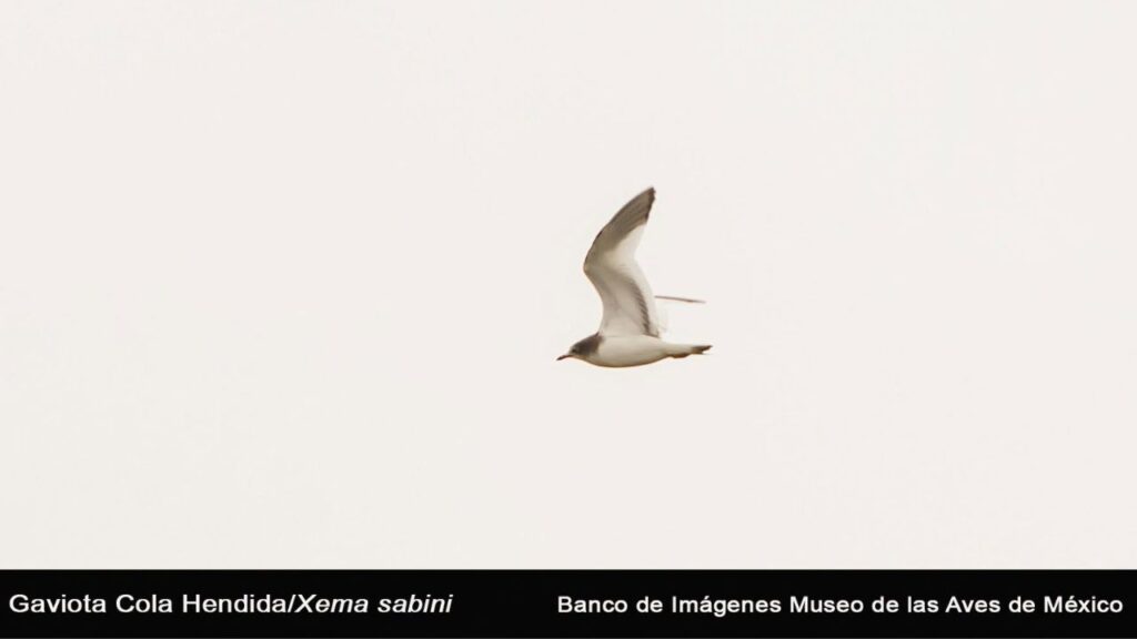 Gaviota Cola Hendida: primer registro en eBird para Coahuila