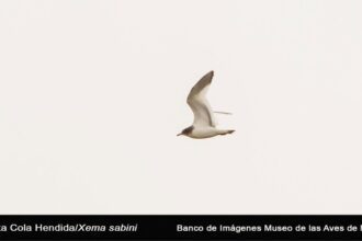 Gaviota Cola Hendida: primer registro en eBird para Coahuila