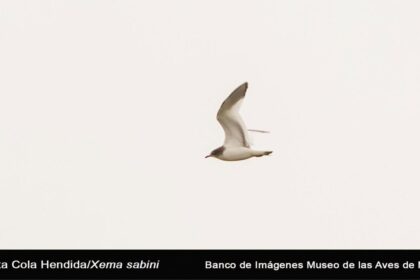 Gaviota Cola Hendida: primer registro en eBird para Coahuila