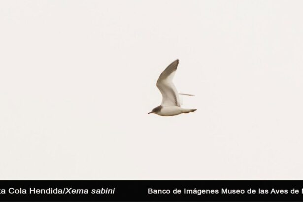 Gaviota Cola Hendida: primer registro en eBird para Coahuila