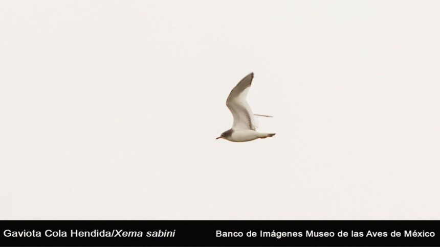 Gaviota Cola Hendida: primer registro en eBird para Coahuila