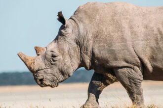 Zoológico de Guadalajara recibe 4 rinocerontes blancos desde Europa