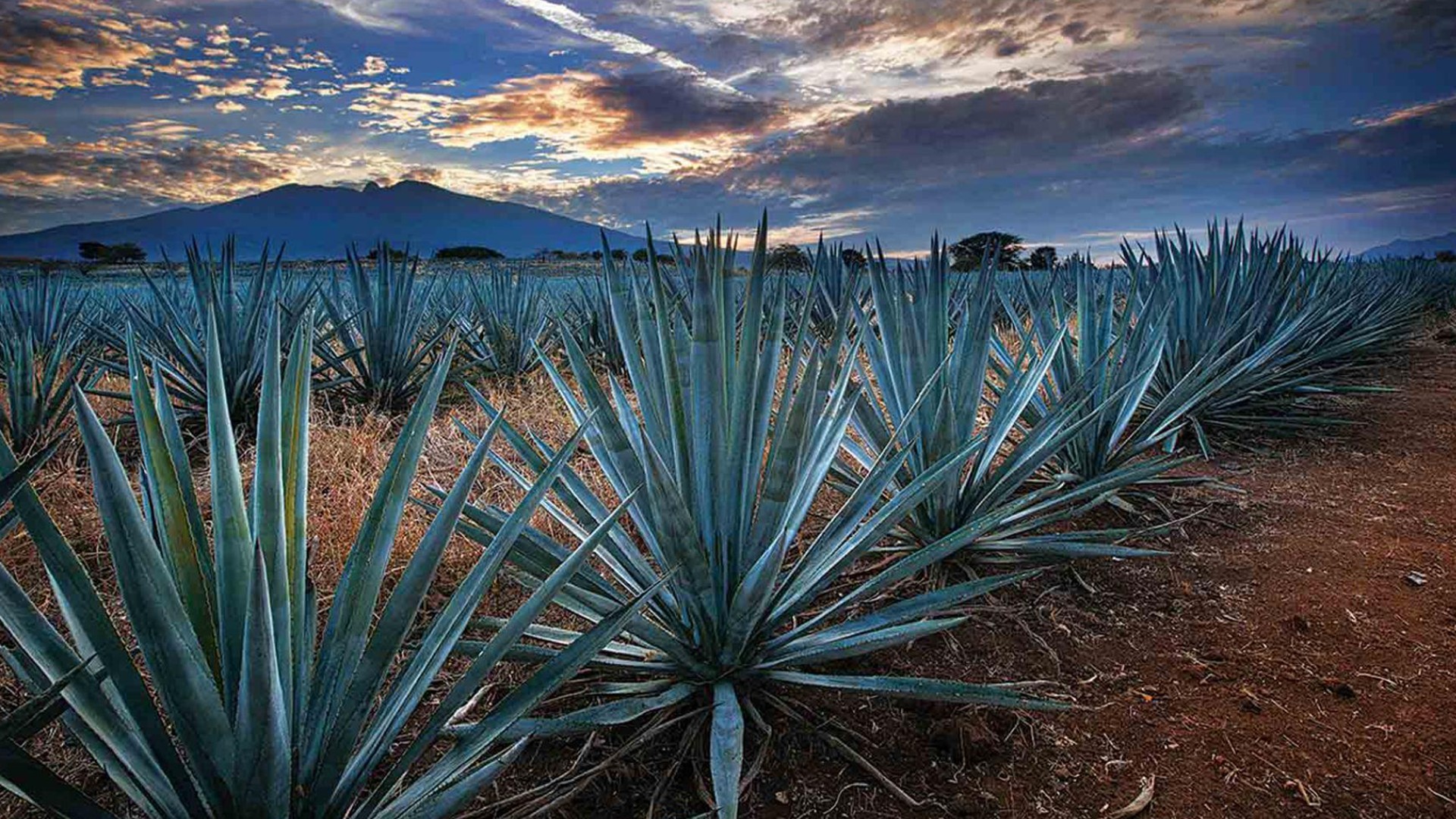 Chistina Agave