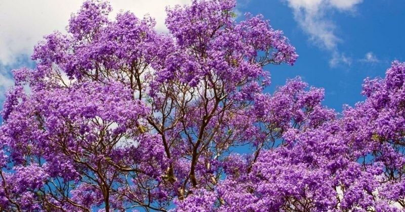 Los famosos árboles florales que distinguen a Guadalajara -