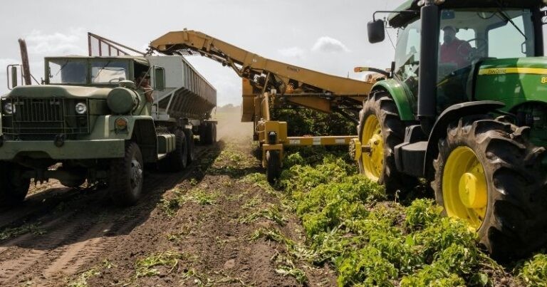 Jalisco Primer Lugar En Producción Agroalimentaria Players Of Life 7663