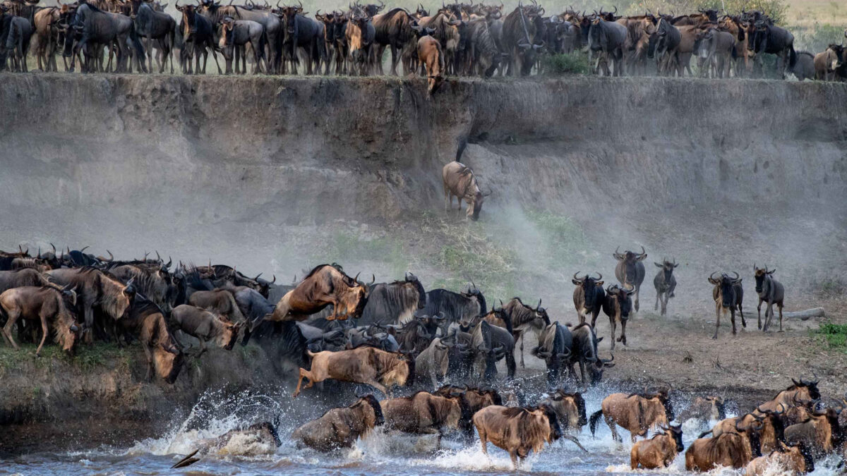 La gran migración una de las experiencias que debes de vivir durante un safari en África.