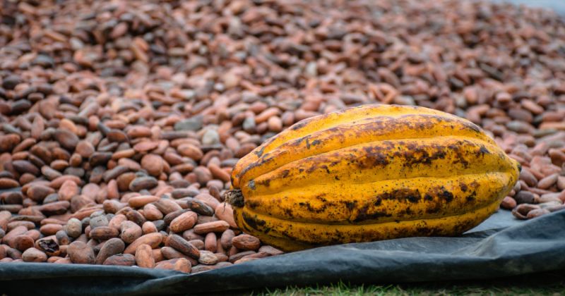 Ejemplo del fruto del cacao en el Día Mundial del Cacao