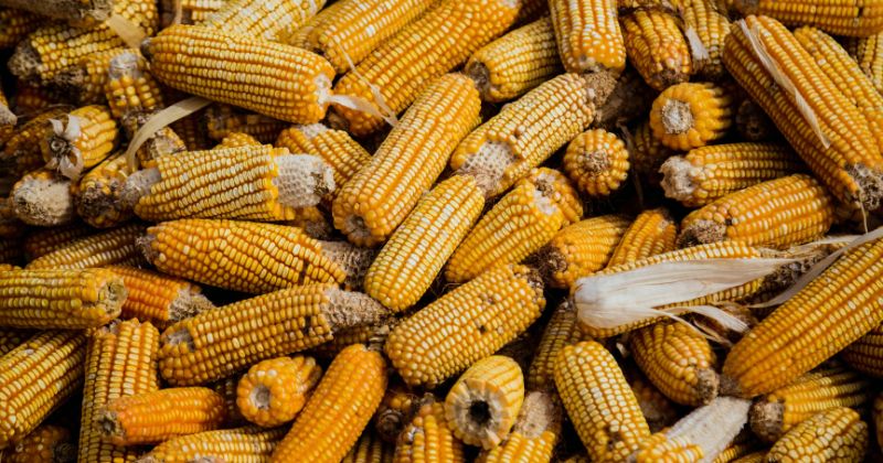 Productores de la Ciénega en Jalisco son líderes en producción de granos como el maíz
