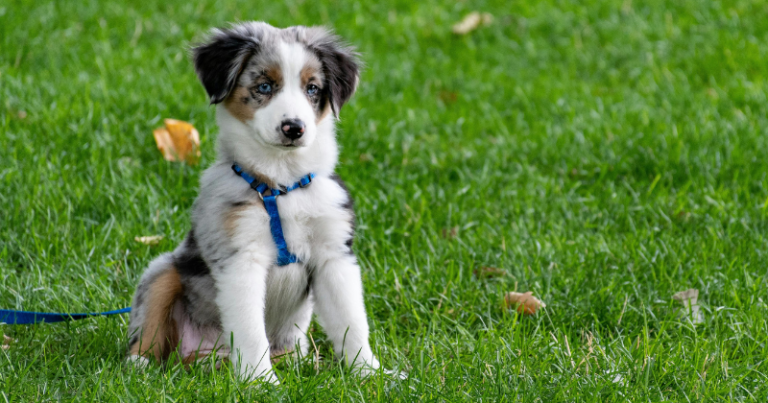 Mejores croquetas para perro profeco