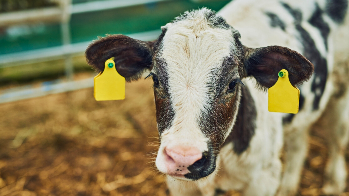 Dentro del sector primario en Torreón, la ganadería  juega un papel crucial, especialmente en la cría de ganado bovino para carne y leche, así como en la producción caprina, porcina y avícola.