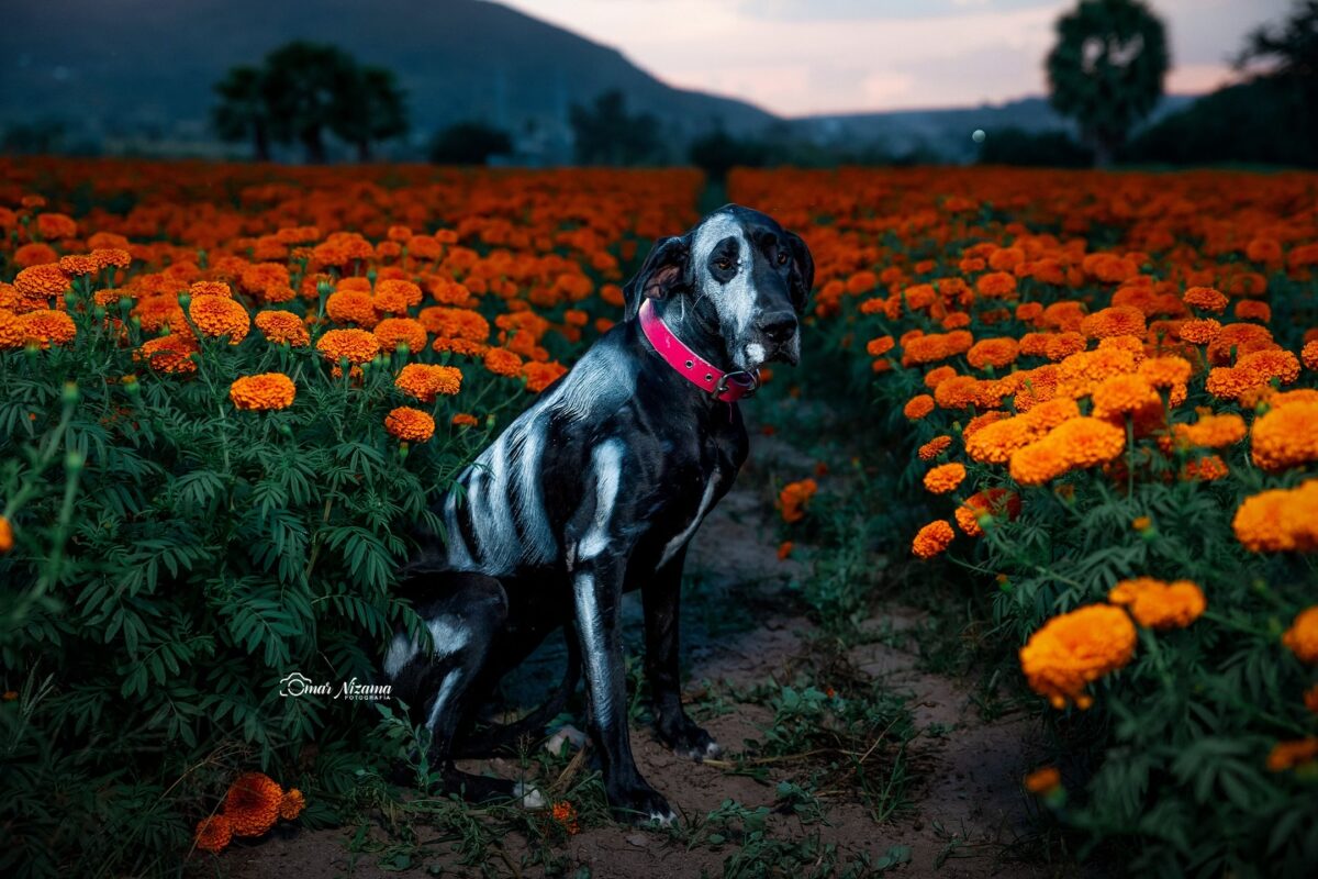 dónde comprar flores de cempasúchil en Guadalajara 2024