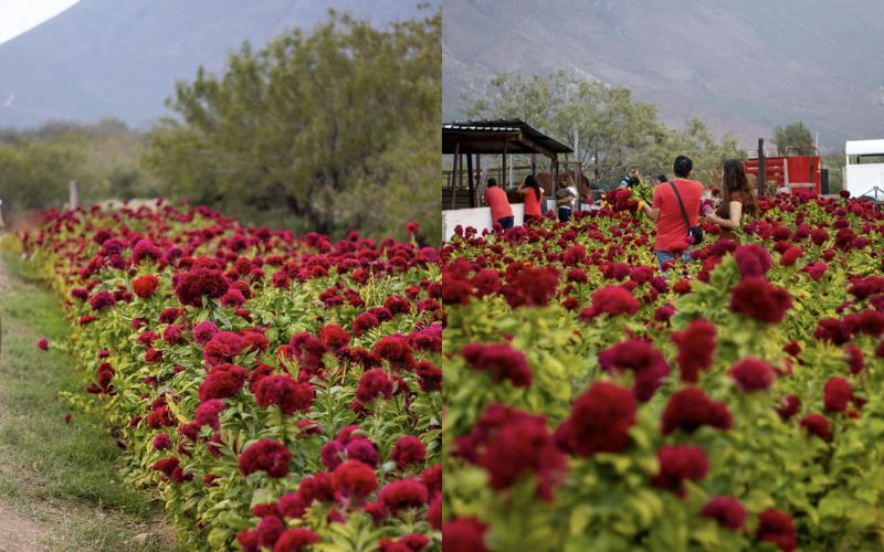 Campos de flor de cempasúchil en Monterrey