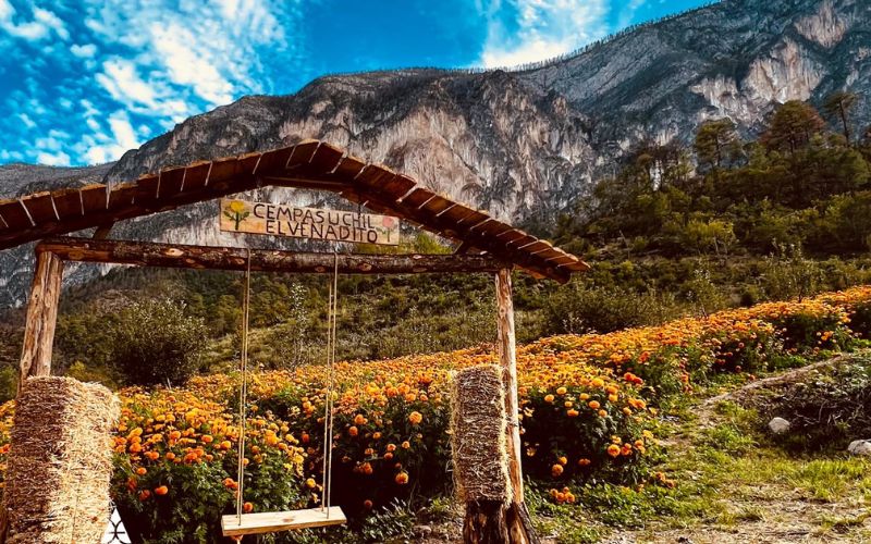 Jardín de cempasúchil 'El venadito'