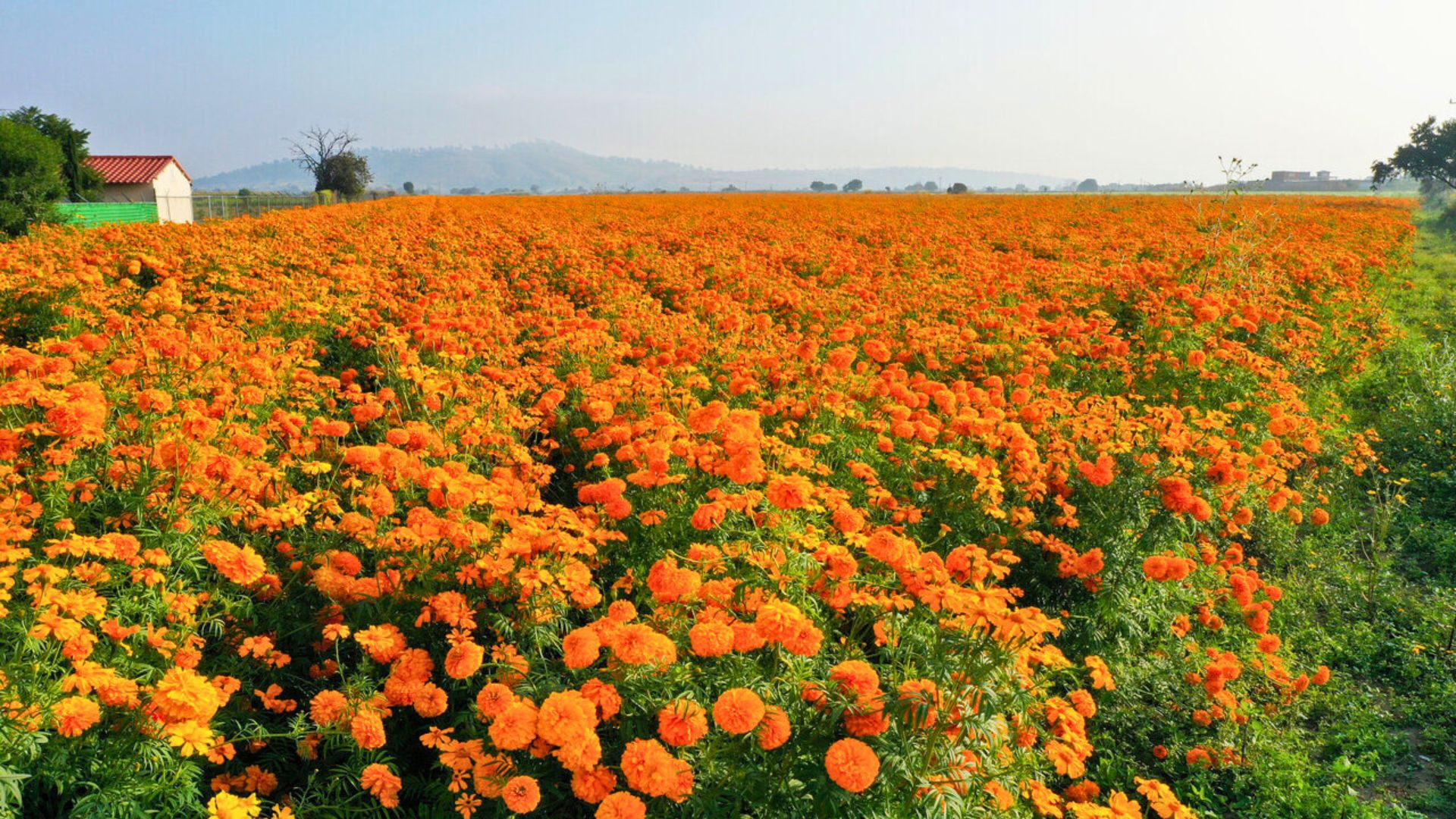 campos de cempasúchil