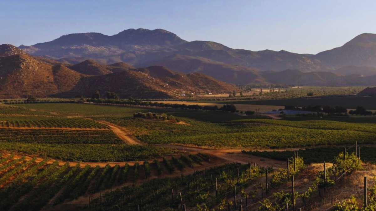 Bodegas Cetto brilla en ‘Agricultores de Corazón’, la serie de National Geografic sobre la tradición vinícola en México