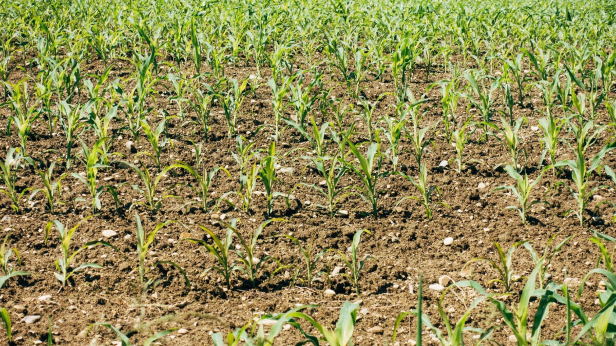 Llegará planta de fertilizantes orgánicos a La Laguna