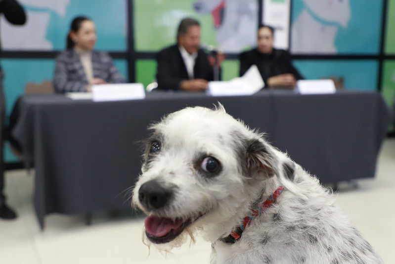 Chips para perros y gatos en Zapopan y Guadalajara precio y registro