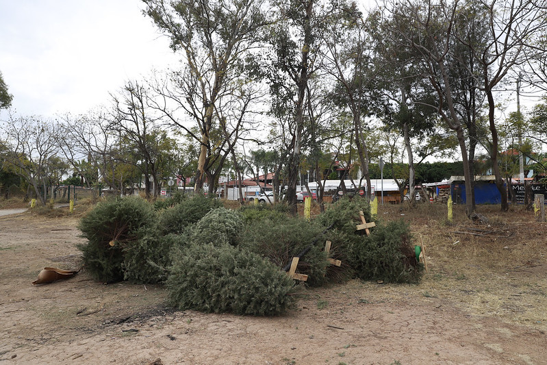 Centros de acopio 2025 Árboles de Navidad en Guadalajara horarios y ubicaciones