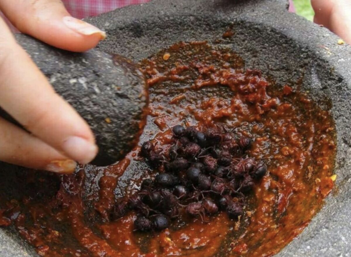 La hormiga chicatana, el ingrediente mexicano de la gastronomía gourmet