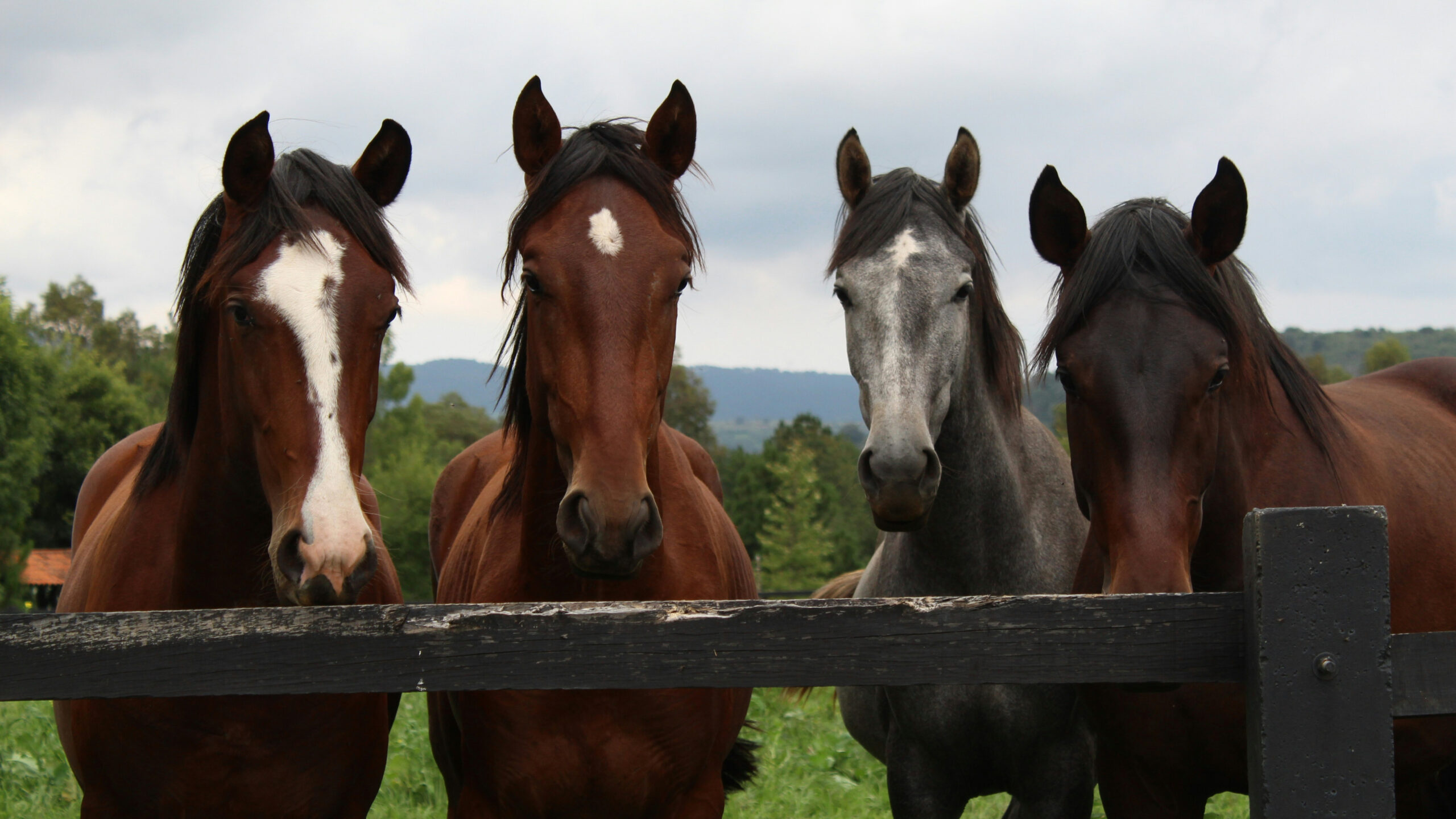 Guía completa de la Fiesta del Caballo en Tlajomulco este 2025