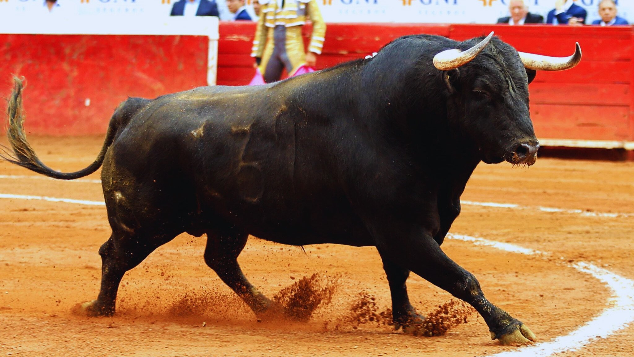 Prohiben corridas de toros con violencia en CDMX