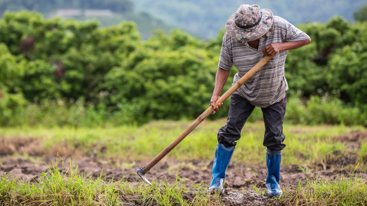 El campo fue el sector que más trabajos generó en Coahuila. (Foto: Freepik)