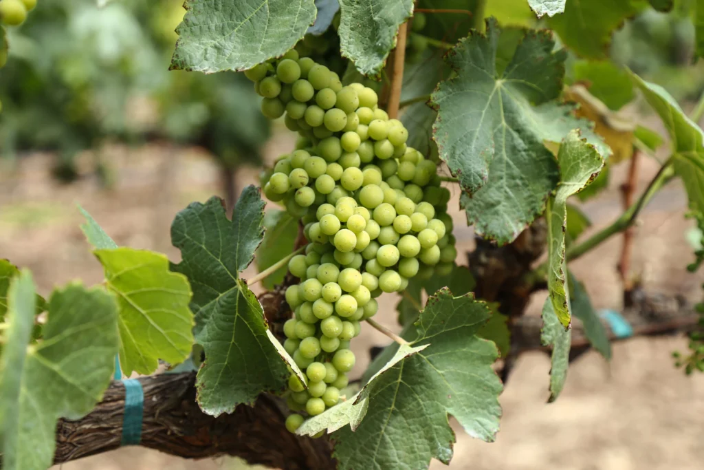 Paseo por el viñedo