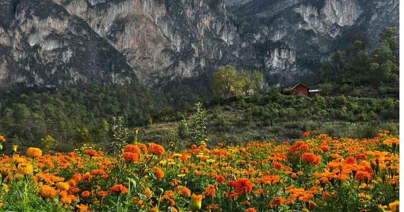 Jardín de Cempasúchil “El Venadito”